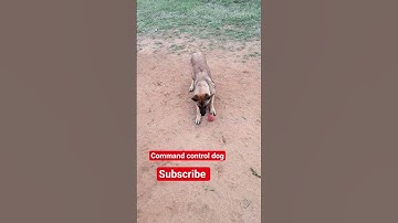 DogTraining #PuppyTraining #DogTrainer  #DogsOfTikTok #k9dog #ObedienceTraining #shorts #DogBehavior