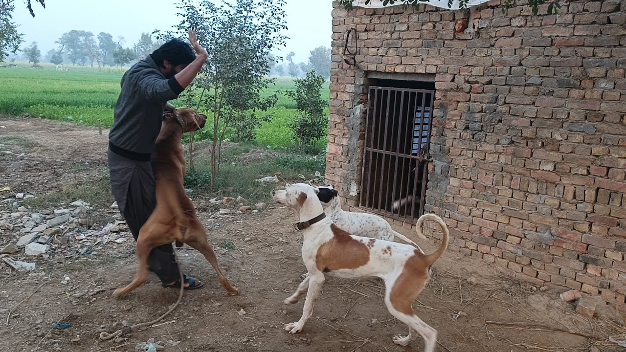 Lado Bully Dog opreation . Cancer Remove by Doctore. Pet Bully Dog Pakistan 