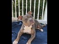 I’m a big kid now Cute Baby to Adult Animals - TikTok Compilation