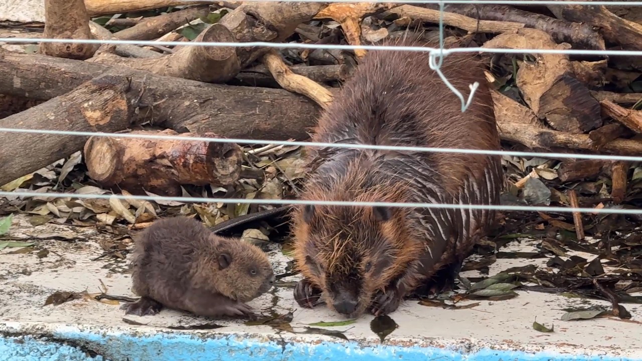 番外編 アメリカビーバーの赤ちゃんがかわいい♪【番外編】【東武動物