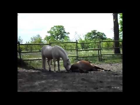 Thumb of Horses Go Through A Grieving Process, Including Holding A Viewing Of The Body video