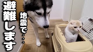 突然大地震が来たので急いで猫と犬を連れて避難しました...