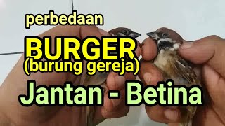 Perbedaan burung gereja jantan dan betina.