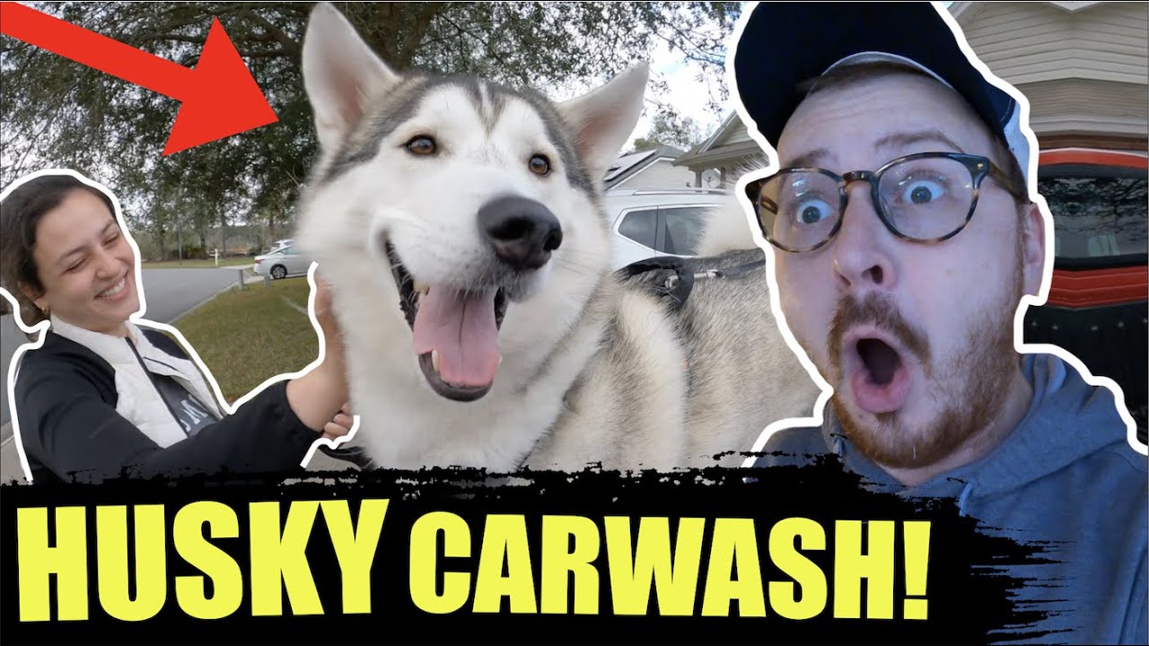 Siberian Husky Helps Owner With Car Wash! YouTube