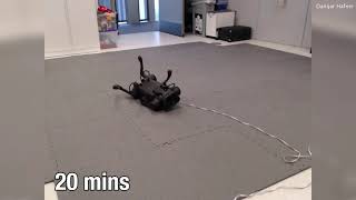 Quadruped 'robotic dog' learns how to walk on its own in one hour