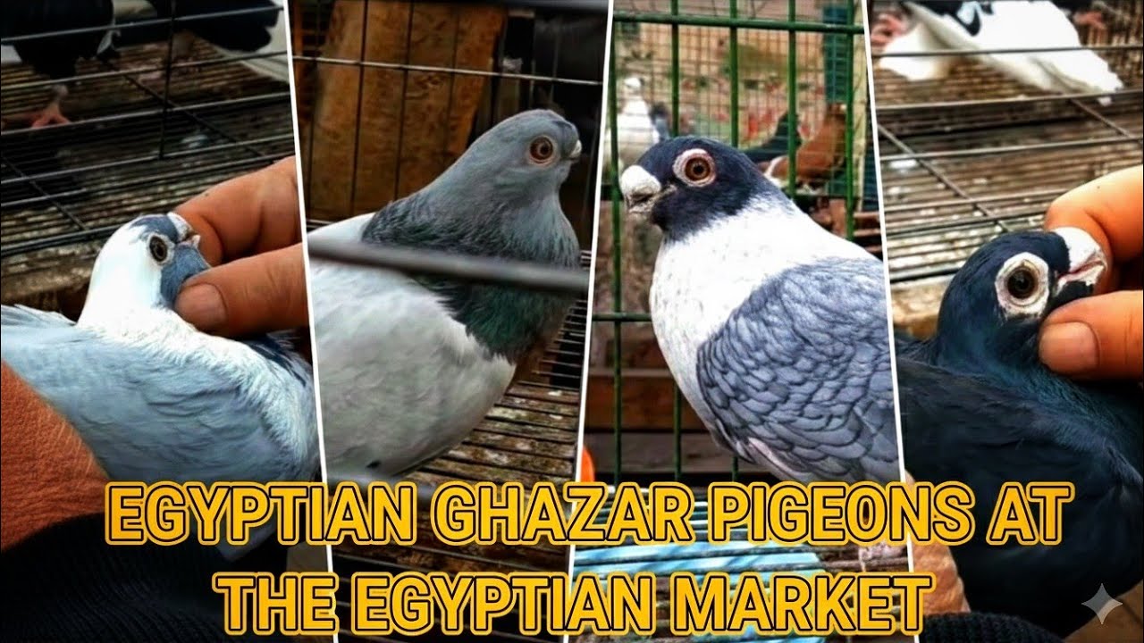 جوله قويه جداً بسوق امبابه يوم الثلاثاء 🕊️ الموافق٢٧/١/٢٠٢٦