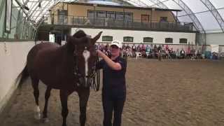 Straightness Training Clinic in Sweden