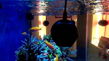 New EcoTech Marine MP40QD comparison