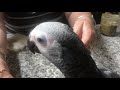 Babies African Grey , Ringnecks and cockatoo