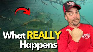 How Bass ACTUALLY Use Wood? (What I've Witnessed Underwater)