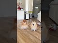 Purebred Pomeranian vs Inbred Pomeranian