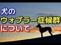 【愛犬のための知識】犬のウォブラー症候群について