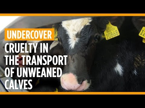 Cruelty in the transport of unweaned calves