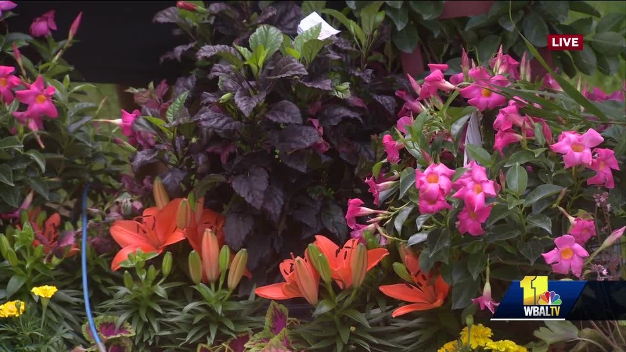 garden spider Bell Nursery, Home Depot shows variety of plants