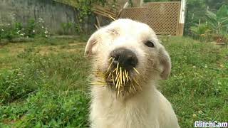 Cachorra enfrenta ouriço  cacheiro