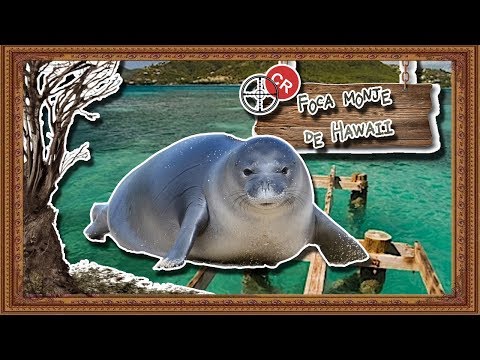 Video: Descubre la foca monje hawaiana