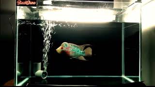 Status wa || burung berkicau