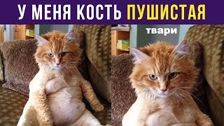 Приколы с котами. У меня кость пушистая | Мемозг #96 Приколы с котами. У меня кость пушистая | Мемозг #96