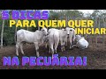 5 DICAS PARA QUEM QUER INICAR NA PECUÁRIA! VOCÊ PRECISAR SABER DISSO!