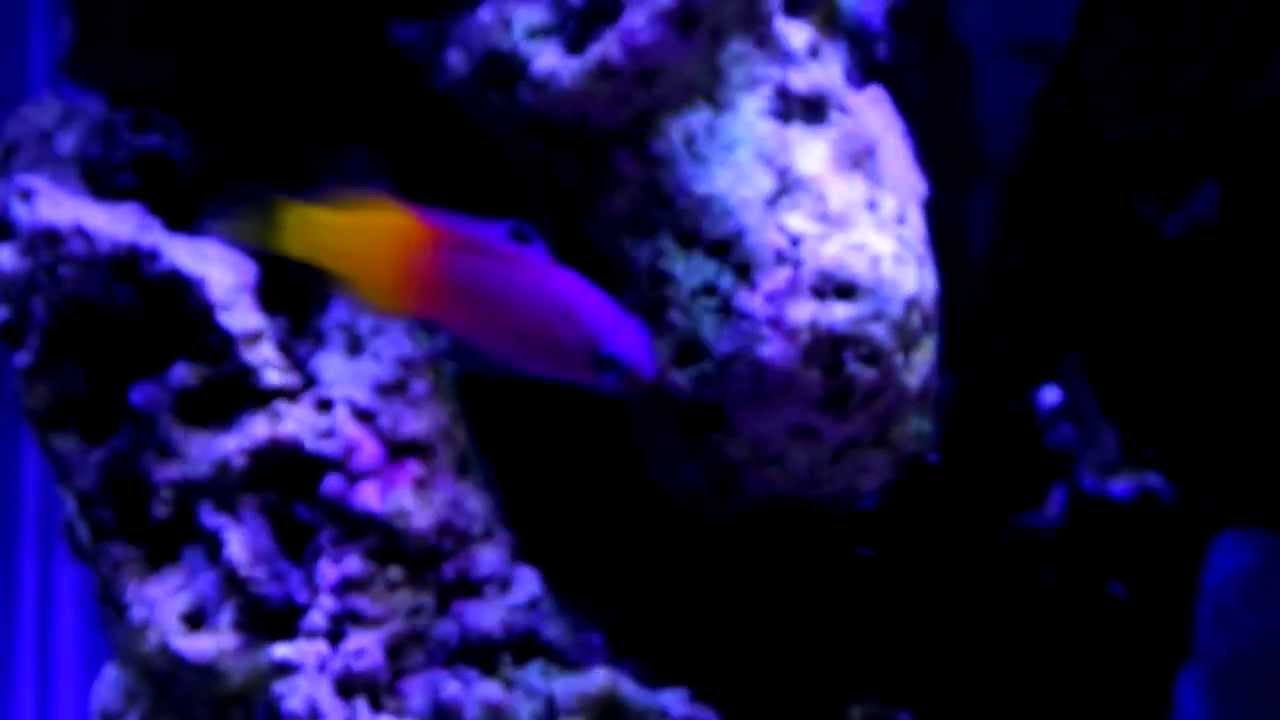 video editing software free 20g Reef Tank(Samsung WB250F)