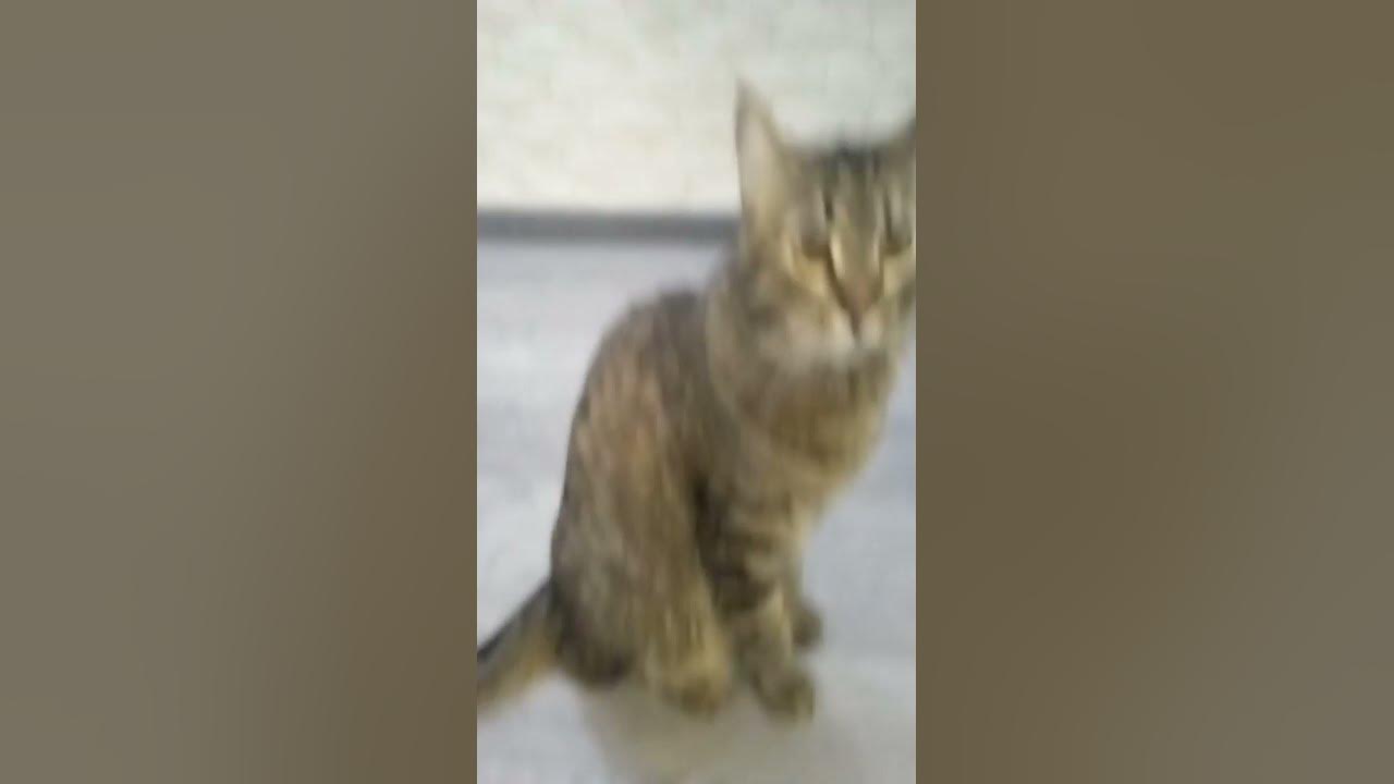 Симба пимпа - YouTube