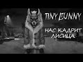 НАС КАДРИТ ЛИСИЦА. Tiny Bunny #3