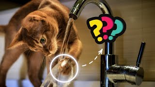 Abyssinian Cats- Fun Facts & Myths (Rarest cat) by Cats HD Tv 30 views 2 years ago 5 minutes, 28 seconds