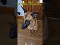 My dog ​​seems to have never eaten anything #funny #fyp #dog #FunnyDogs #DogComedy #Puppy