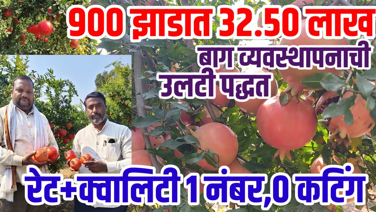 डाळिंब बाग व्यवस्थापनाची उलटी पद्धत,900 झाड 32.50लाख,0 कटिंग,साईज,रेट+कॉलिटी 1 नंबर,Pomegranate_farm