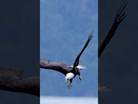 Eagle with an