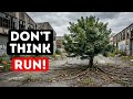 If These 7 Trees Starts Moving… You’re Already in Danger!