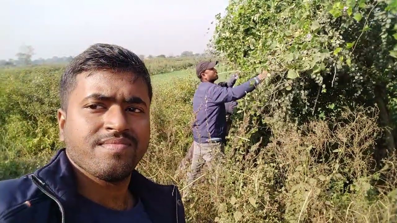 Sabji ke Liye Sem(Popot) Todate Huye Khet Se🤣🤣 Masti Time😎