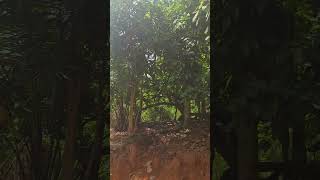 Great Gpa's Cocoa Tree✍️👇