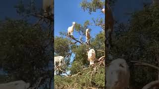 Ovejas en subidas árbol 🥰🥰🇪🇸🥰🇪🇸🥰🇪🇸🇵🇰🇪🇸