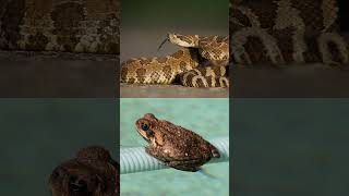 Too many lizards or geckos? Control their food sources! [DIY Pest Control]