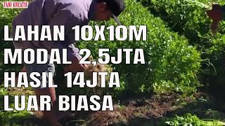 SEKALI PANEN HASILNYA LUAR BIASA KENAPA JARANG YANG TANAM