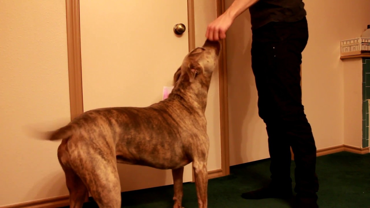 videos for cats Teaching my dog to 