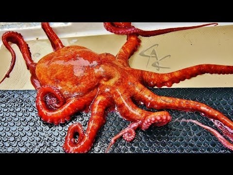 Please LIKE if you want to see more Octopus video this summer! We caught this Octopus in a shrimp trap here in Alaska. It had crawled in through a 3 inch ope...
