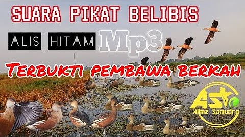 SUARA PIKAT 🔥 BELIBIS ALIS HITAM JITU DAN TERUJI❗❗