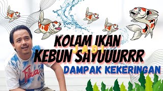 Kolam Ikan Jadi Kebun Sayur . . . Dampak Kemarau Panjang.