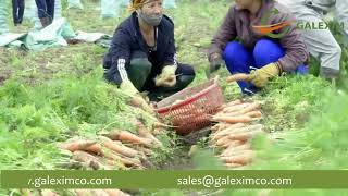 Vietnamese fresh carrot exporter - Galexim