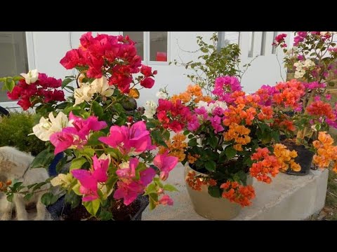 Video Kỹ thuật ghép tạo cây hoa giấy nhiều màu/Grafting... - youtube