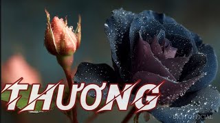 Thương - Ca Khúc Trữ Tình Mộc Mạc Cho Những Tâm Hồn Từng Trải- Đời Người Ai Chẳng Một Lần Thương Nhớ