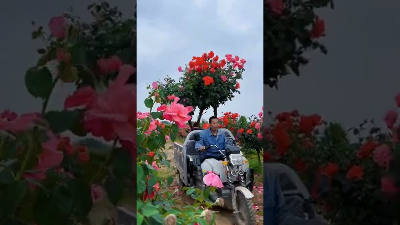 Watch Rose Trees Delivery On The Way #satisfying #short on YouTube Watch Rose Trees Delivery On The Way #satisfying #short on YouTube