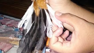 SEBELUM BELI MB LIHAT INI!! MENGENALI murai batu Borneo / kalimantan Dengan mudah