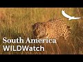 Jaguar bathed in afternoon light | Iberá Wetlands | Argentina