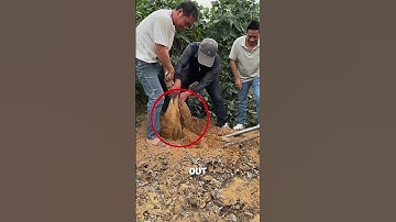 Big cassava tuber lifting process by several people🤗🥔#farming