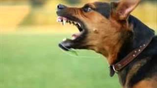 dog barking 8   sound effect