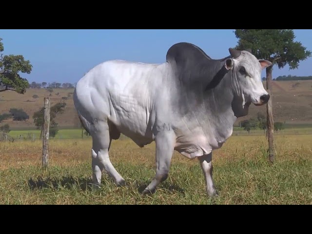 LOTE 37   HWA 3624 mp4