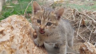 Cute kittens play very well on the farm.